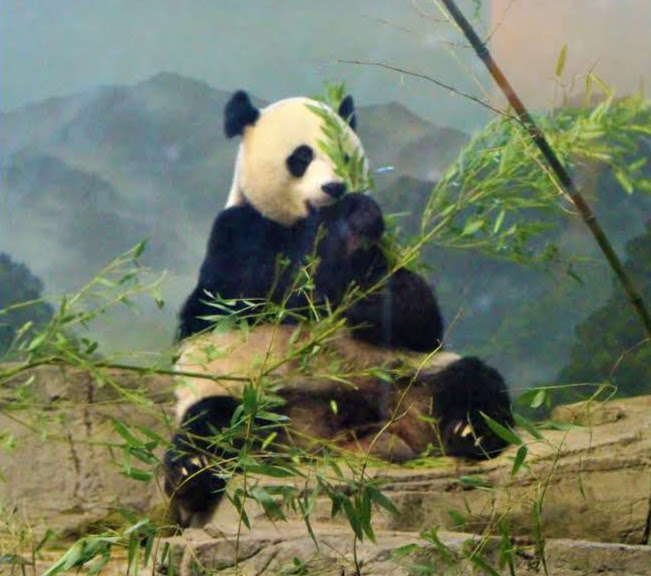 A panda bear sits and quietly eats bamboo