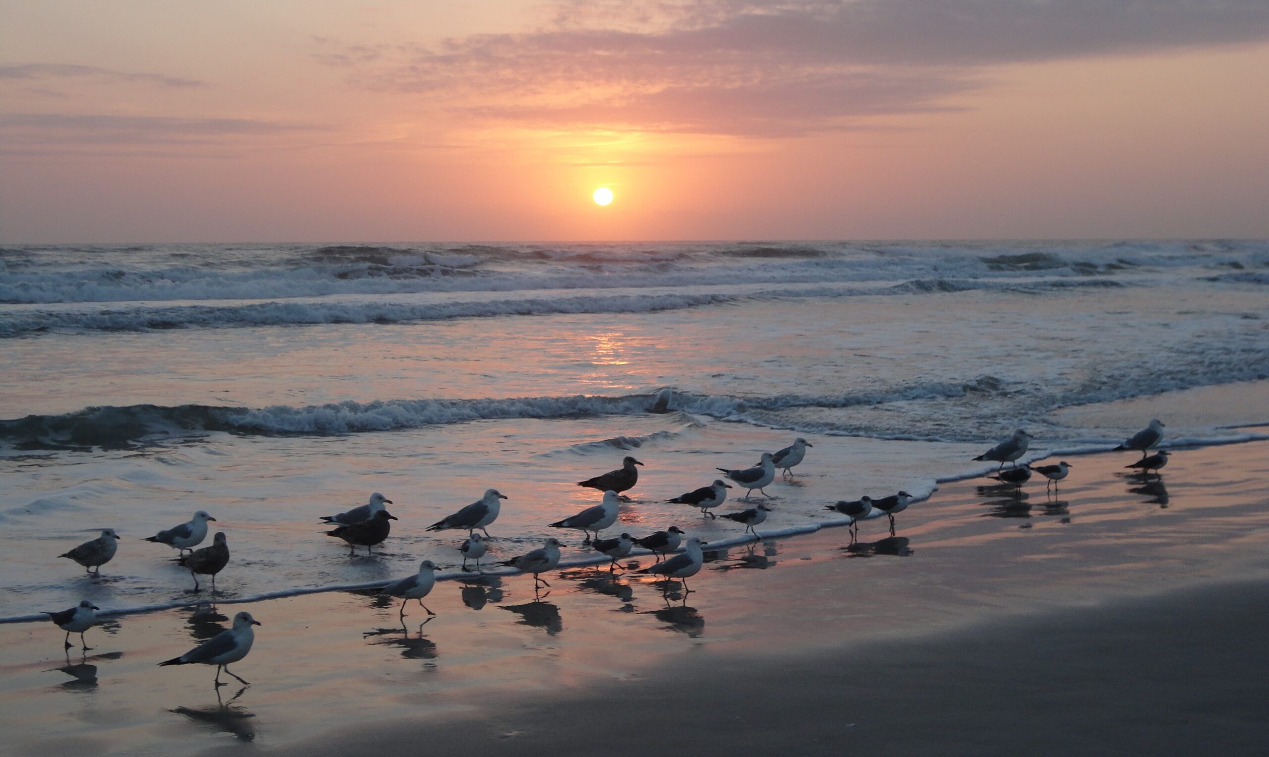 The beautiful beach in Ocean City, MD at sunrise with seagulls in the foreground