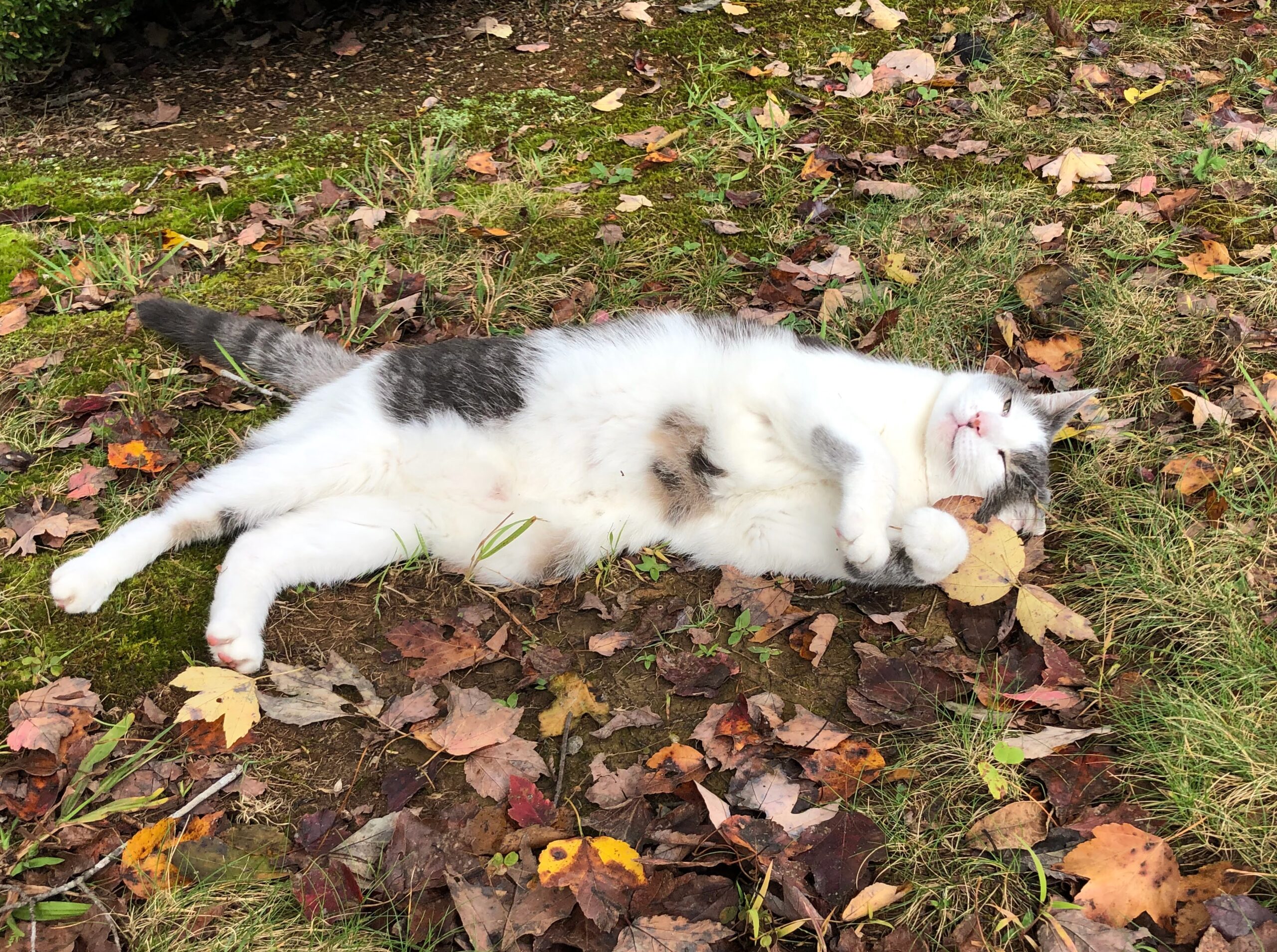 Kobie roling around in the fall leaves