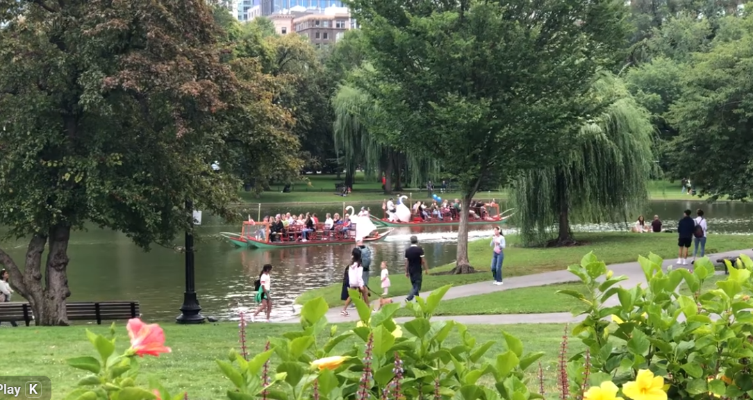 Swan boats in Boston's Public Garden