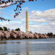 The Washington Monument