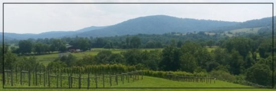 7 Things You Should Know About Virginia Wine